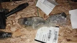 Driver Column Switch Turn Signal With Cruise Control Fits 99-05 Saab 9-5 871992. Fixed Price $69.00.